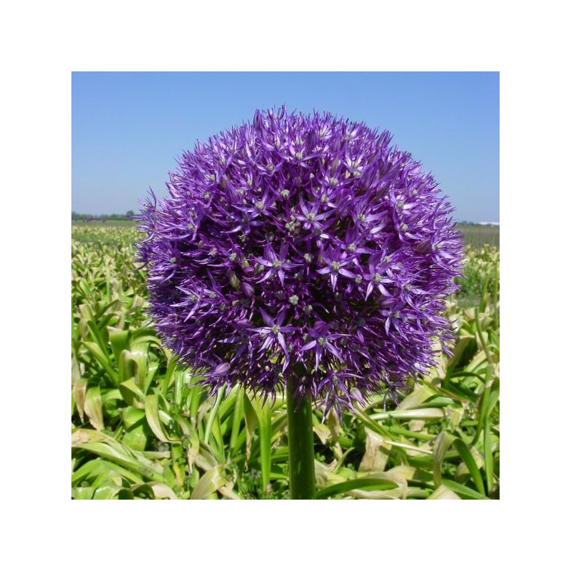 Allium 'Pinball Wizard'