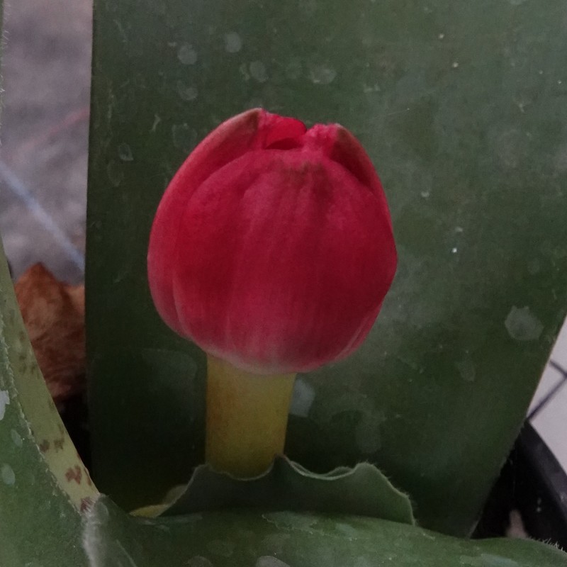 Haemanthus AlDeCo 'Erna'