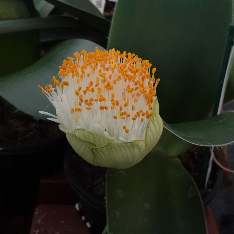 Haemanthus albiflos ‘Keiskamma River’