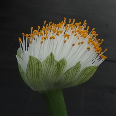 Haemanthus albiflos ‘Keiskamma River’