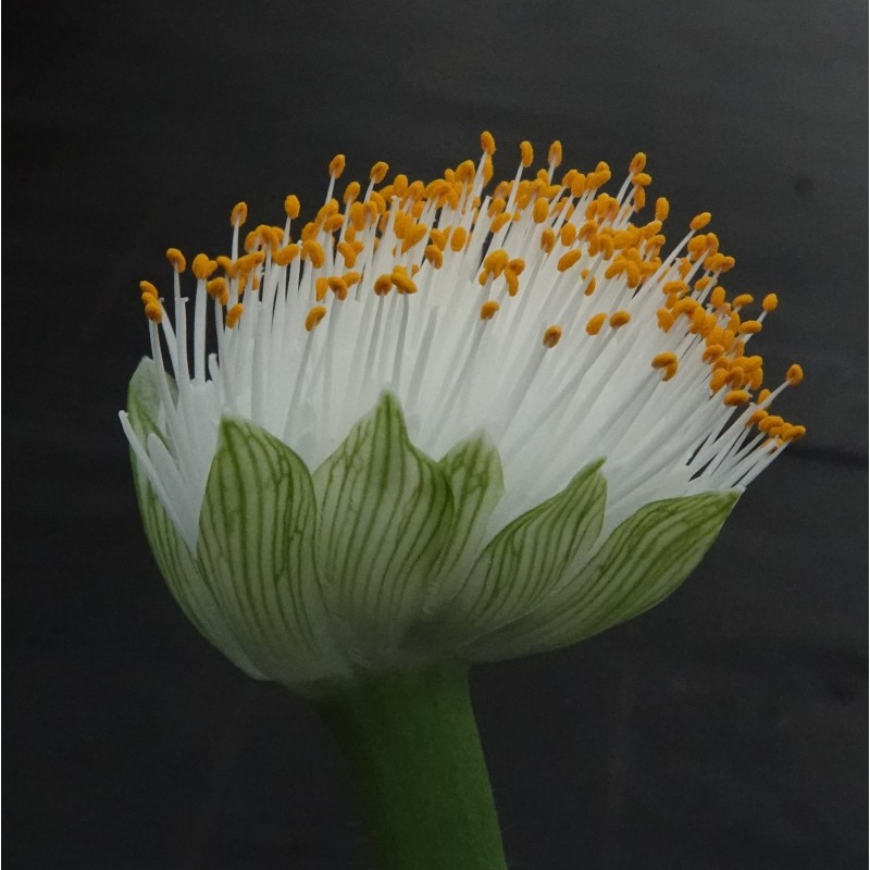 Haemanthus albiflos ‘Keiskamma River’