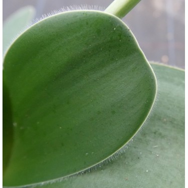 Haemanthus albiflos ‘Keiskamma River’