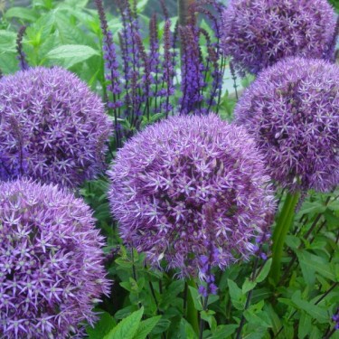 Allium 'Pinball Wizard'