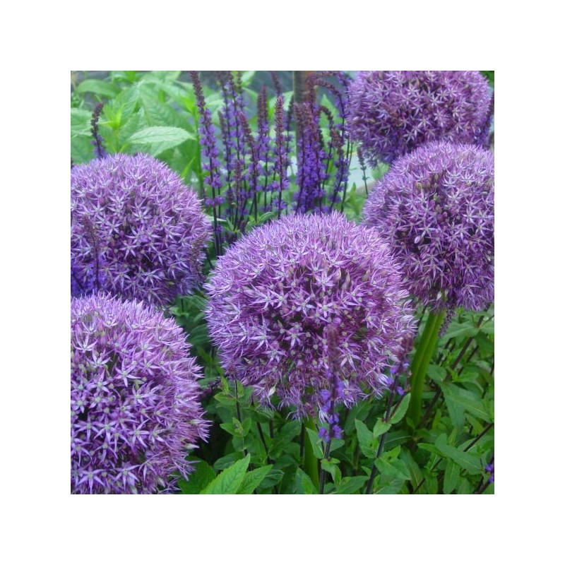 Allium 'Pinball Wizard'