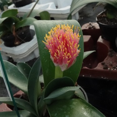 Haemanthus AlCo 'Heleen'