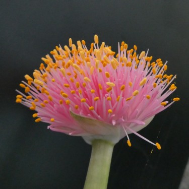 Haemanthus AlCo 'Irma'