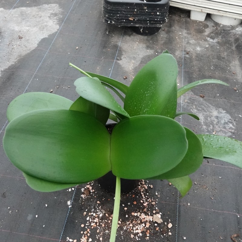 Haemanthus AlCo 'Irma'