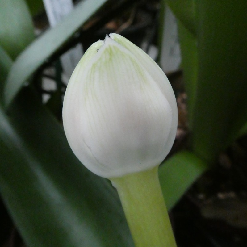 Haemanthus AlCo 'Irma'