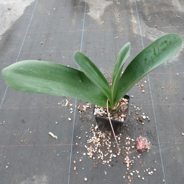 Haemanthus AlCo 'Klara'