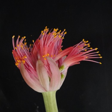 Haemanthus AlCo 'Milou'