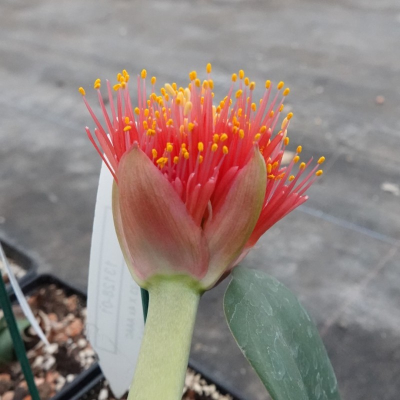 Haemanthus AlCo 'Milou'