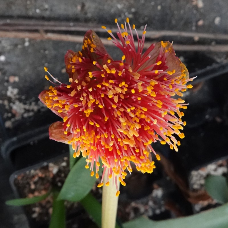 Haemanthus AlCo 'Nala'