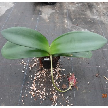 Haemanthus AlCo 'Nala'