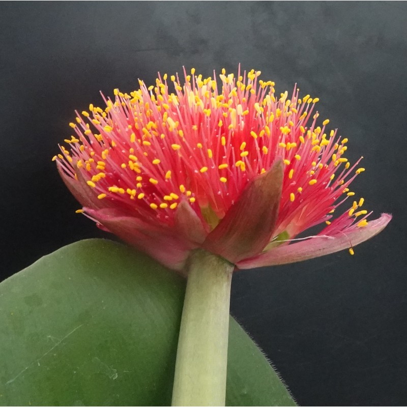 Haemanthus AlCo 'Lisa'
