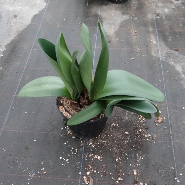 Haemanthus AlCo 'Lisa'