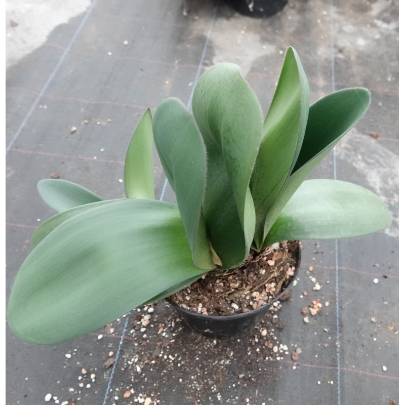 Haemanthus AlCo 'Lisa'