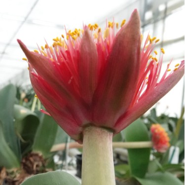 Haemanthus AlCo 'Lisa'