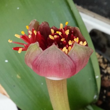 Haemanthus AlCo 'Odie'