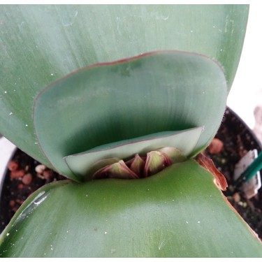 Haemanthus AlCo 'Odie'