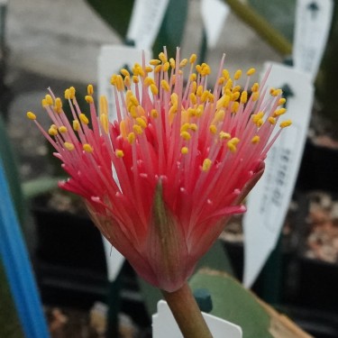 Haemanthus AlCo 'Pam'