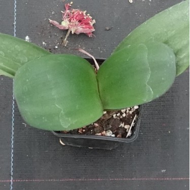 Haemanthus AlCo 'Pam'