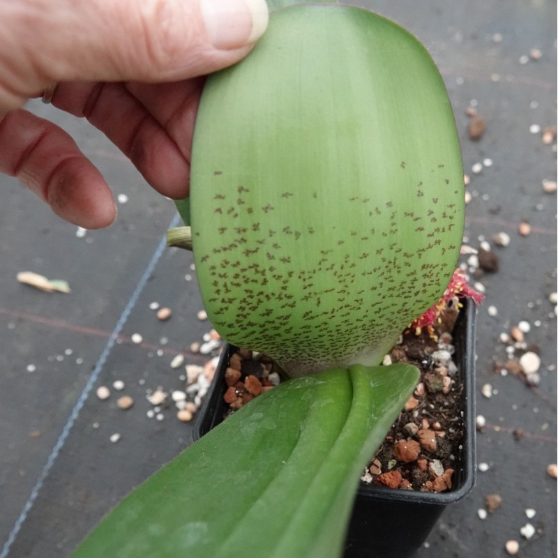 Haemanthus AlCo 'Pam'