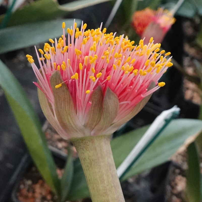 Haemanthus AlCo 'Quiara'