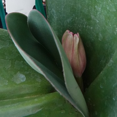 Haemanthus AlCo 'Quiara'