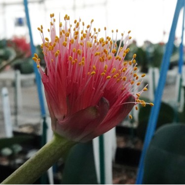 Haemanthus AlCo 'Rixt'