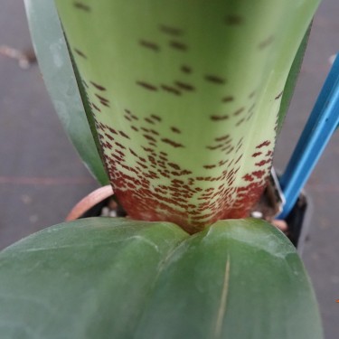 Haemanthus AlCo 'Rixt'