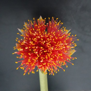Haemanthus AlCo 'Sofie'