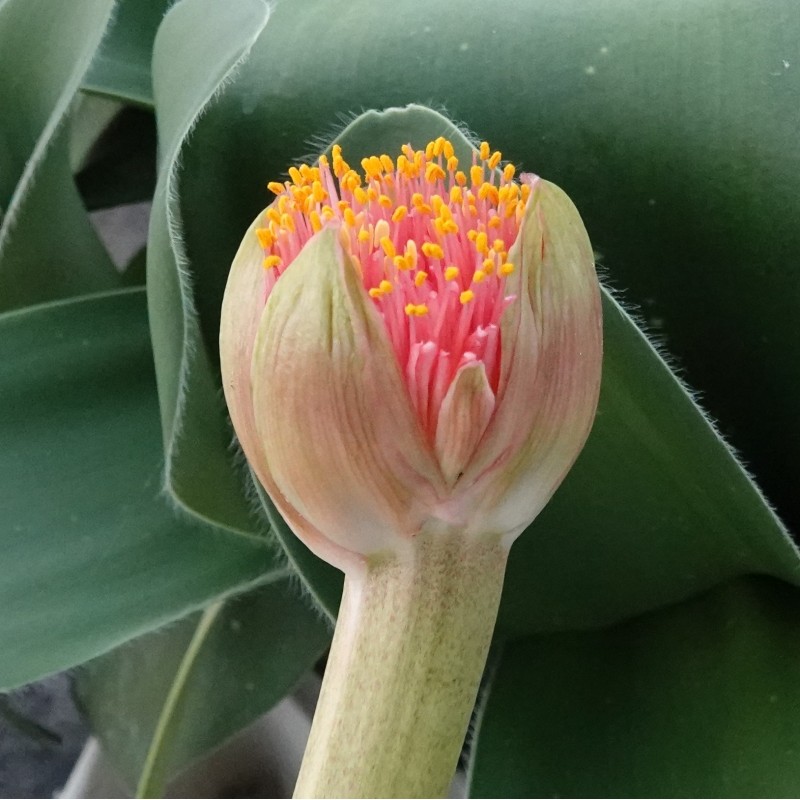 Haemanthus AlCo 'Sofie'