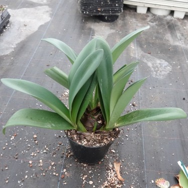 Haemanthus AlCo 'Sofie'