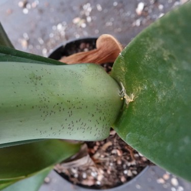 Haemanthus AlCo 'Sofie'