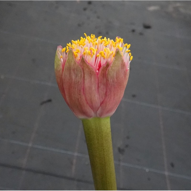 Haemanthus AlCo 'Thea'