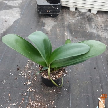 Haemanthus AlCo 'Thea'