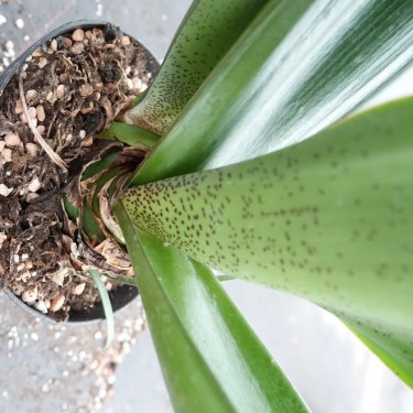 Haemanthus AlCo 'Thea'