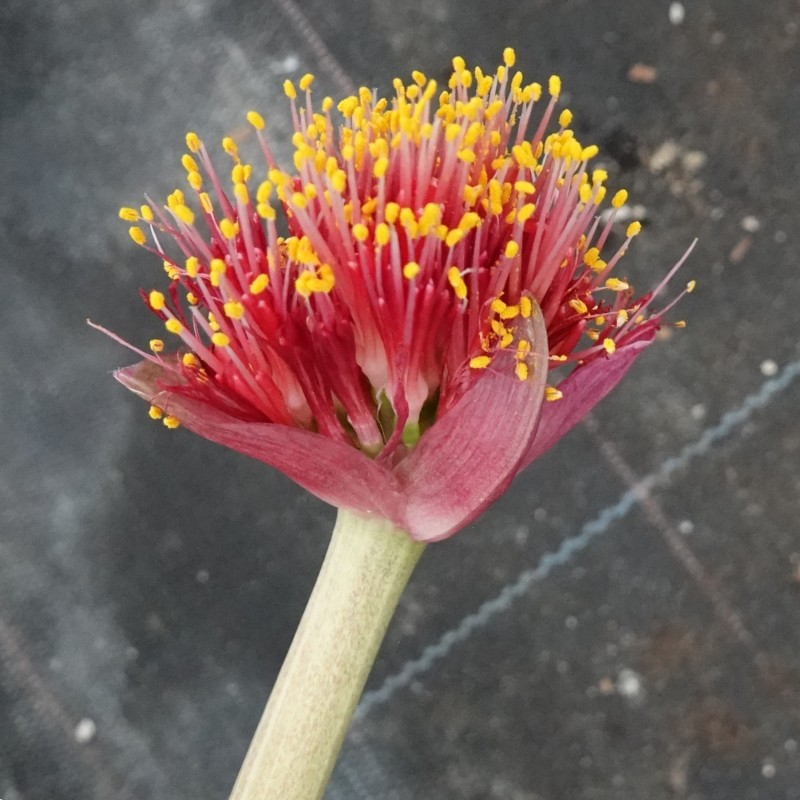 Haemanthus AlCo 'Ursula'