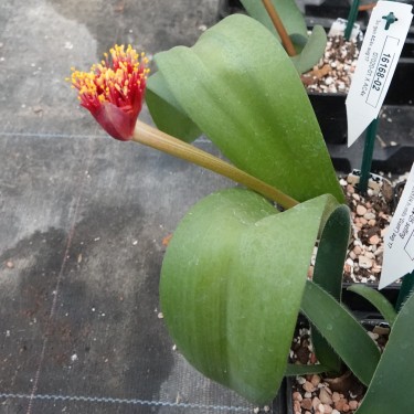 Haemanthus AlCo 'Ursula'