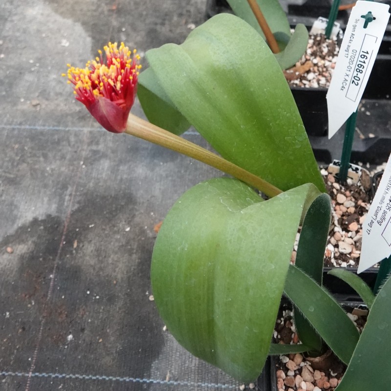 Haemanthus AlCo 'Ursula'