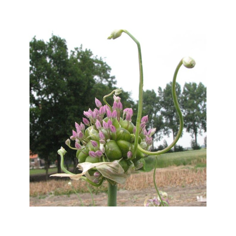 Allium ampeloprasum var. babingtonii 