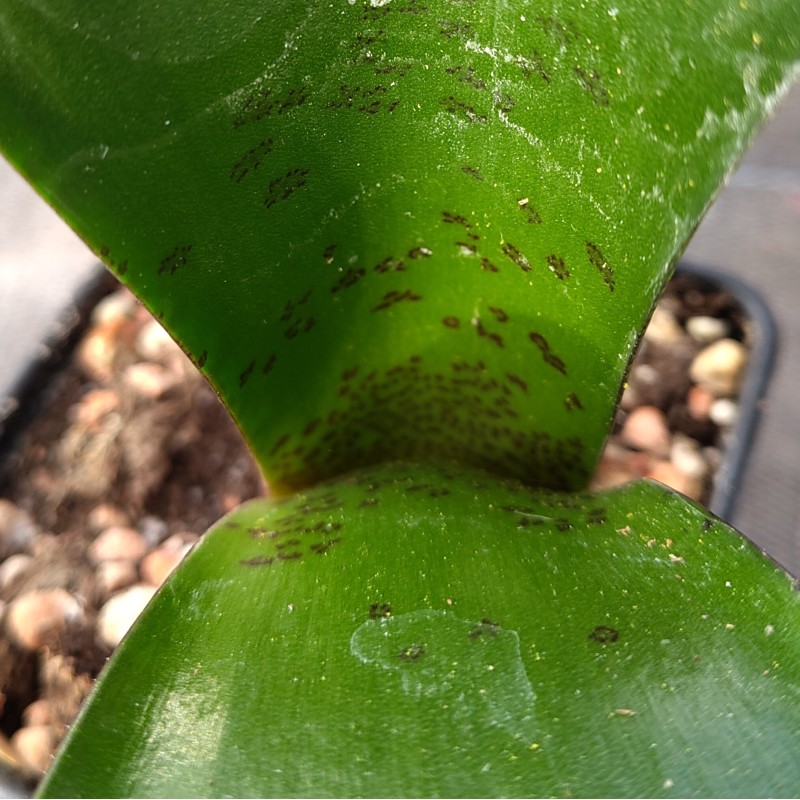 Haemanthus AlCo 'Veerle'