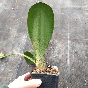 Haemanthus AlCo 'Veerle'