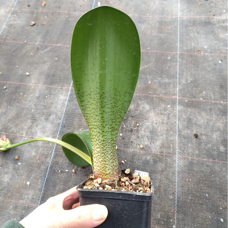 Haemanthus AlCo 'Veerle'