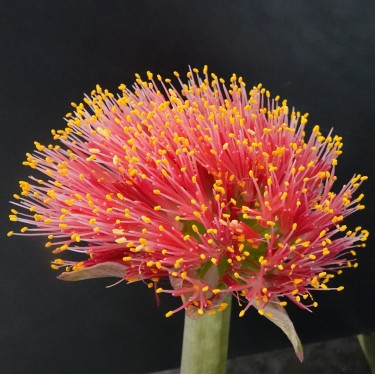 Haemanthus AlCo 'Wiesje'