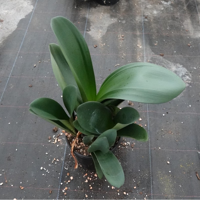 Haemanthus AlCo 'Wiesje'