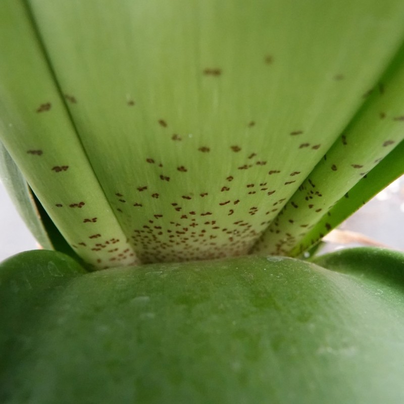 Haemanthus AlCo 'Wiesje'