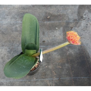 Haemanthus AlCo 'Wiesje'