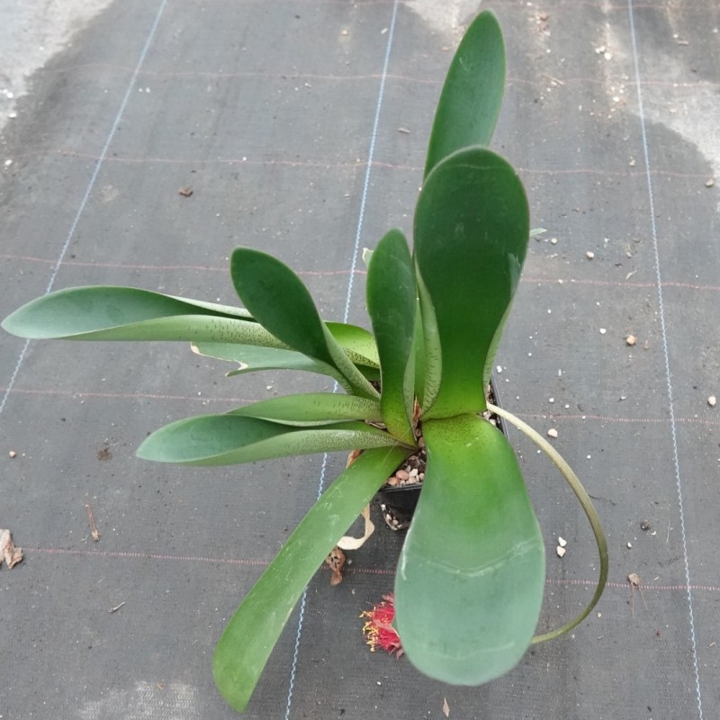 Haemanthus AlCo 'Xerna'
