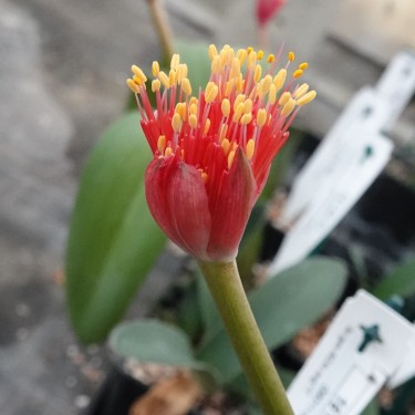 Haemanthus AlCo 'Yvet'